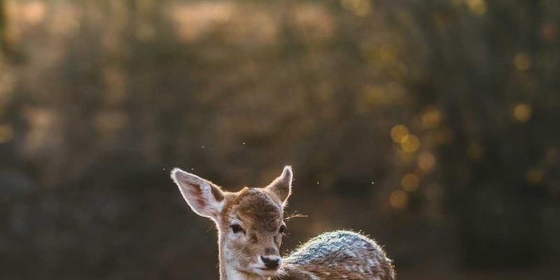 网络编码技术：软件开发与网站开发中提升无线与内容分发网络传输效率的革命性实践