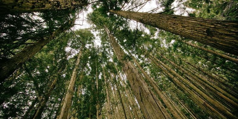 网络自动化与编排：基于意图的网络（IBN）实现原理与未来展望