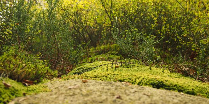 边缘计算与物联网网络融合：下一代系统架构与数据协同设计